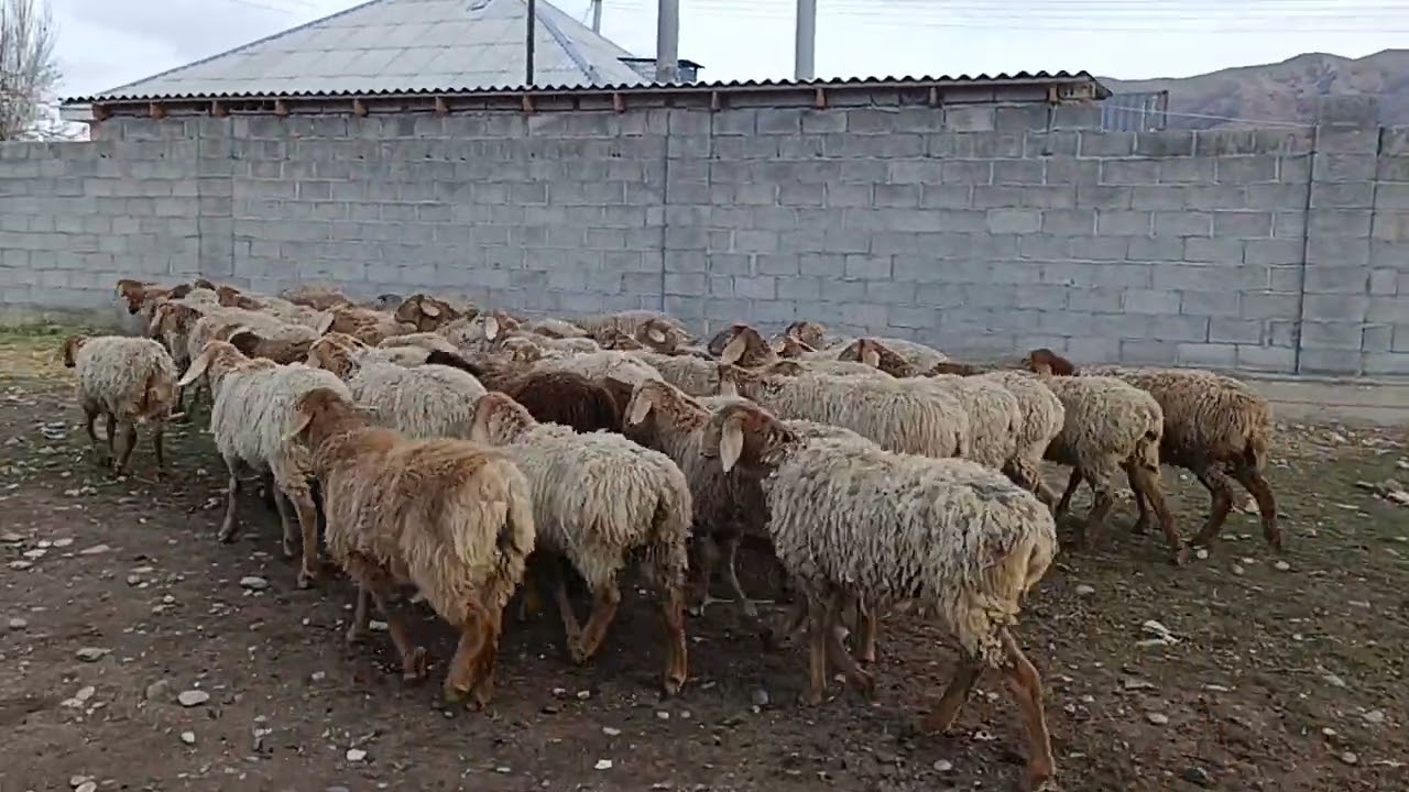 Ургаачы козулар 0505596555
