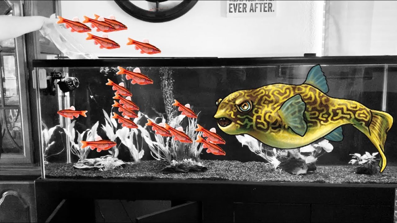 Putting 30 cherry barbs in with my mbu puffer!!