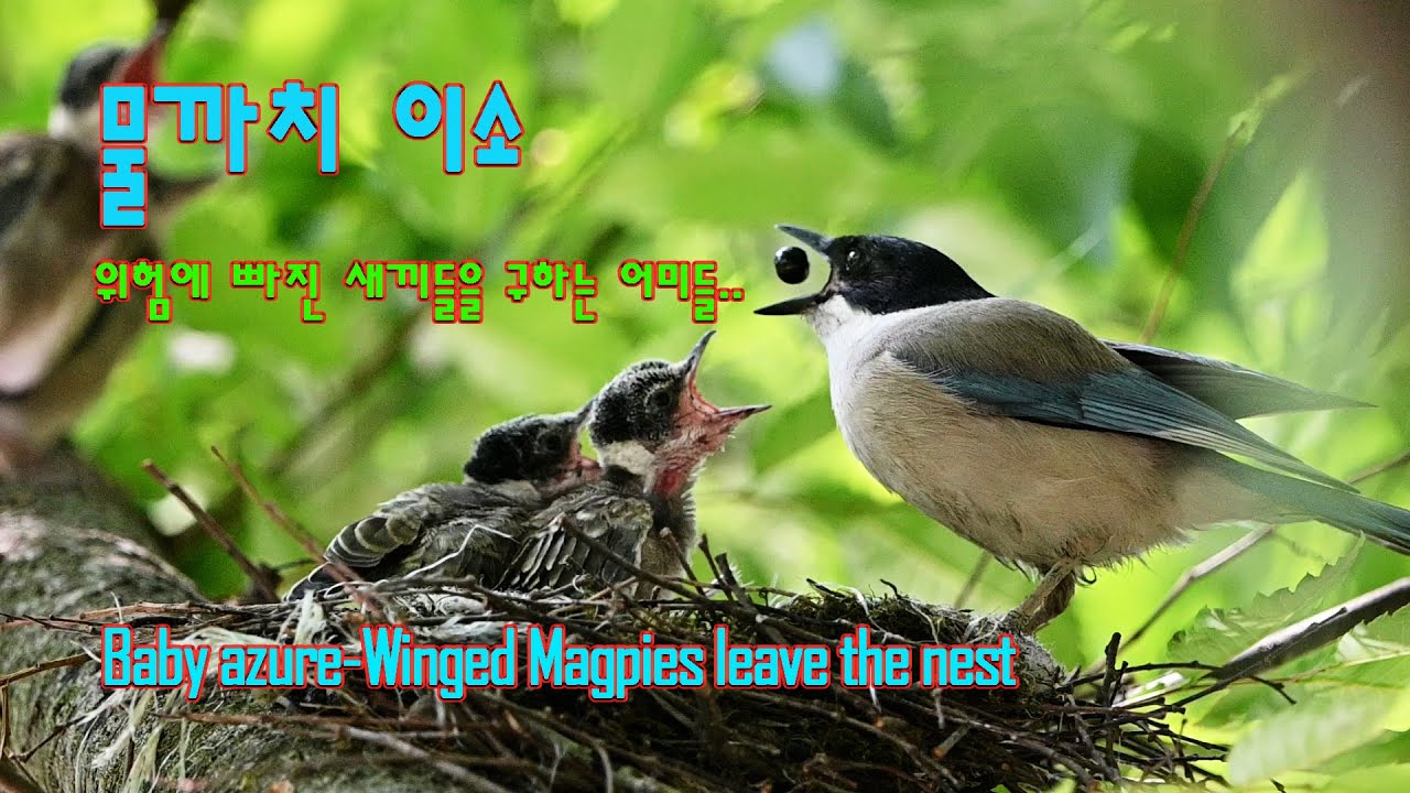 물까치 이소_새끼들의 운명은 (The fate of Baby azure-Winged Magpies)