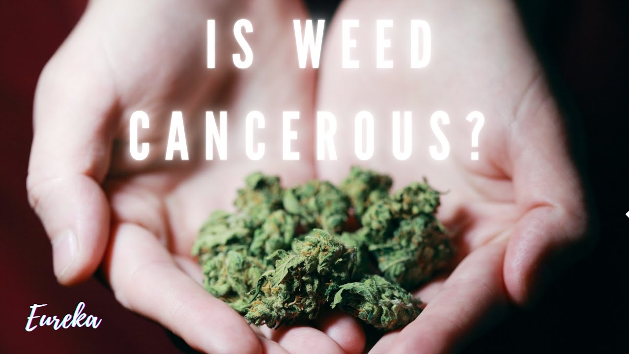 10 MYTHS about CANNABIS