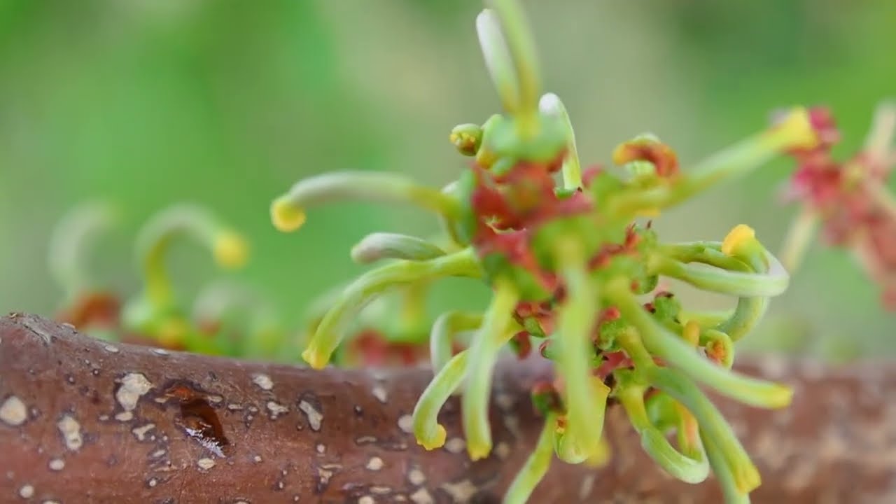LACT fête l'arbre  en plantant du caroubier à  Béja, en partenariat avec Mitsubishi Corporation