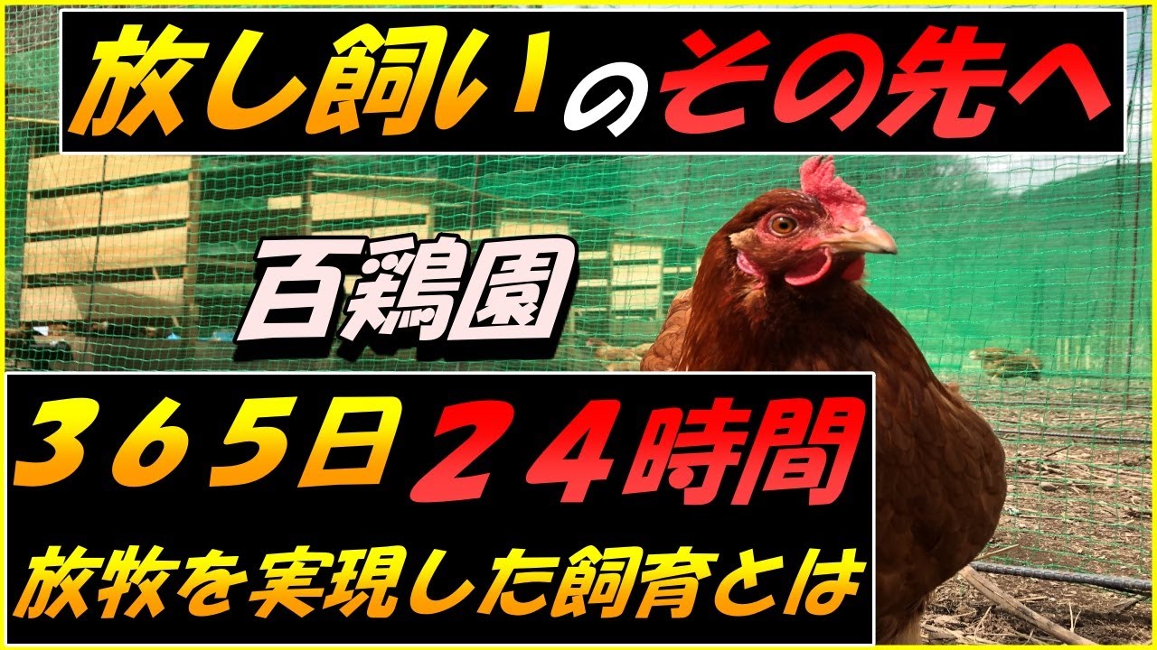 【新鶏舎、第一弾公開！】放し飼いのその先をお見せします。