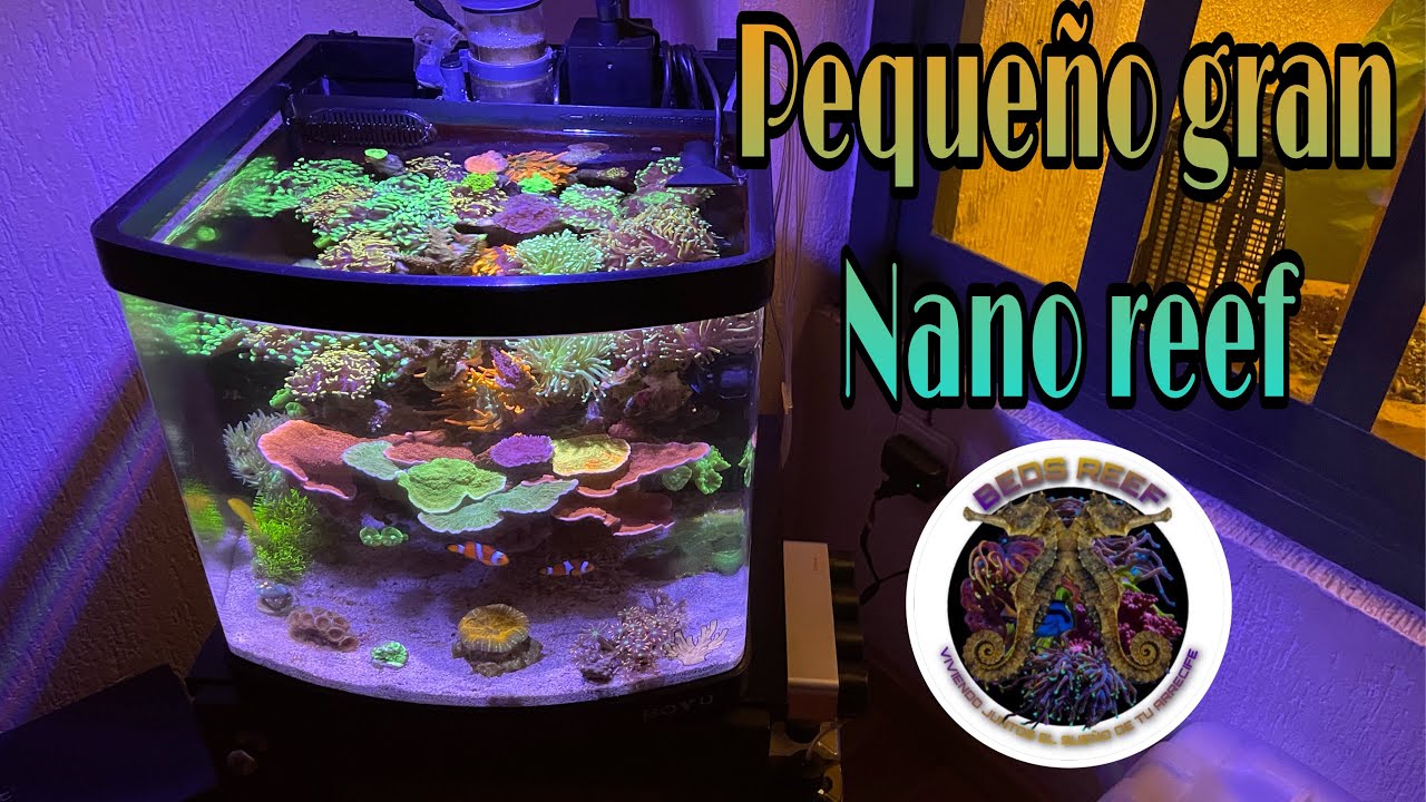 Nano acuario marino de arrecife … 50 litros
