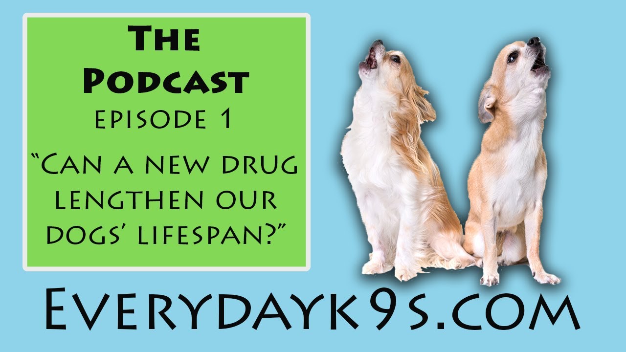 Everyday K9s Podcast Episode 1 - Can a new drug lengthen our dogs' lifespan?