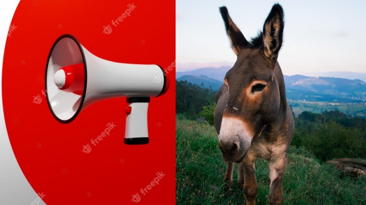 Jegues Relinchando, Jumento Relinchando, Som do Jumento - jumento