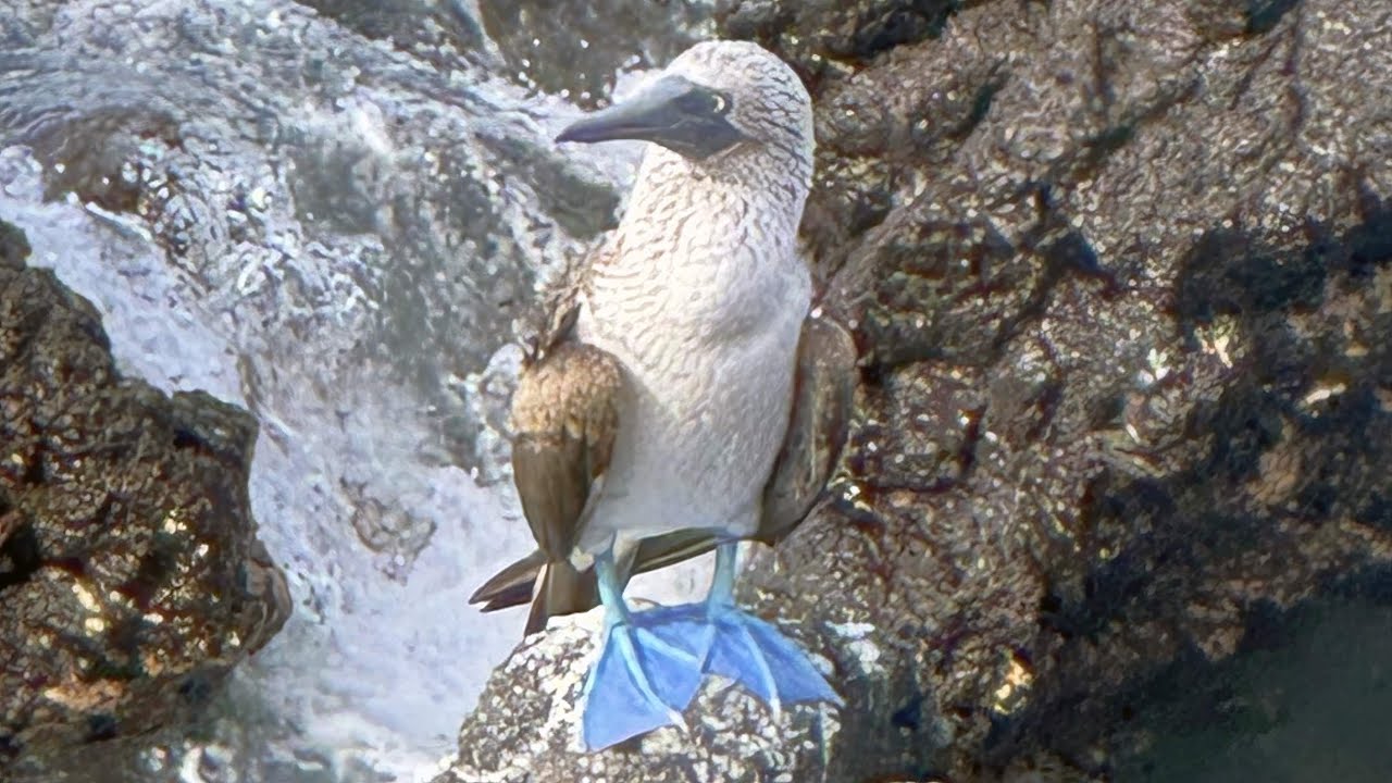 Galapagos 2025 on Ecoventura 4K