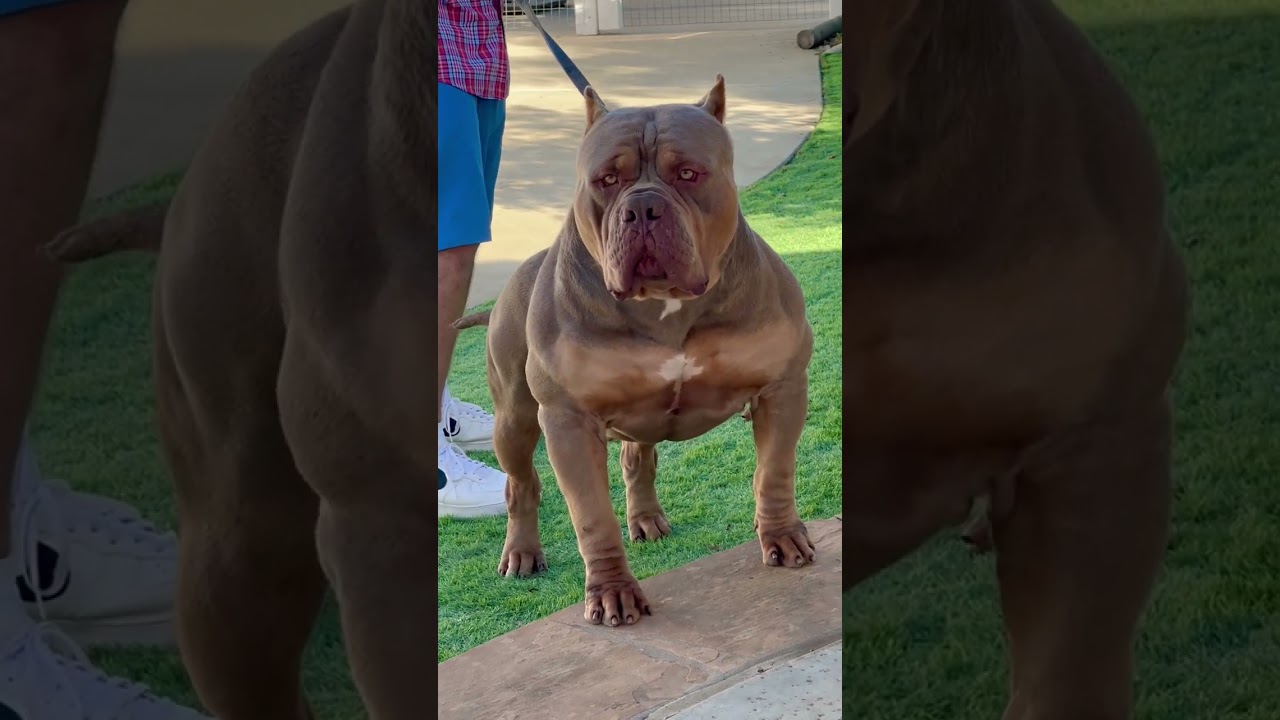 The Brazilian XL American Bully Monster