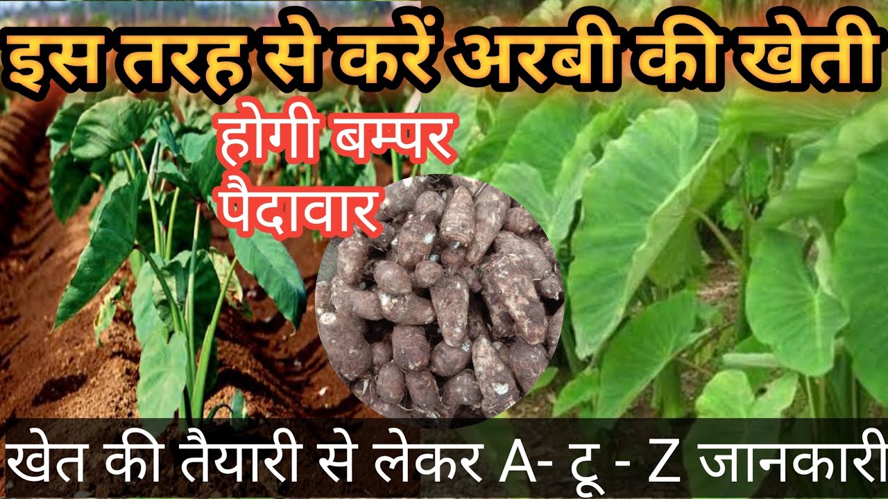 🥔अरबी की खेती कब और कैसे करें । How to do Taro Farming and Cultivation.