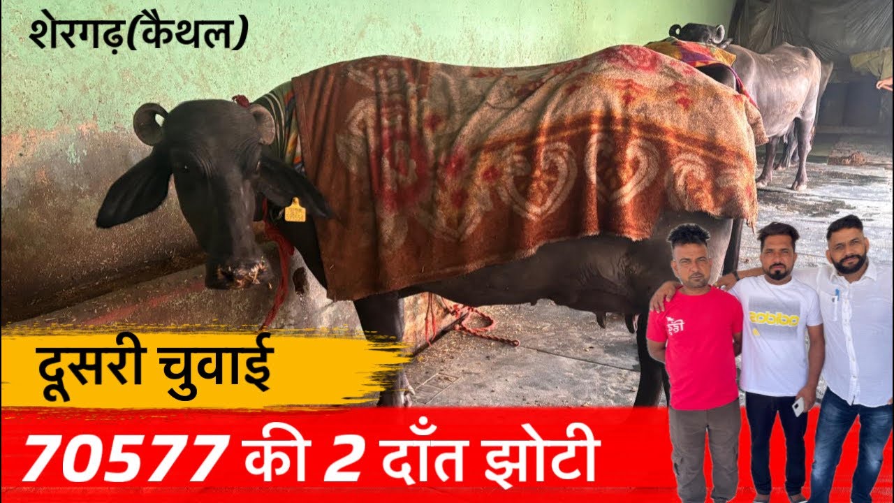 🔴70577 की 2 दाँत झोटी-दूसरी चुवाई।BILLU BADSIKRI☎️9991226225.
