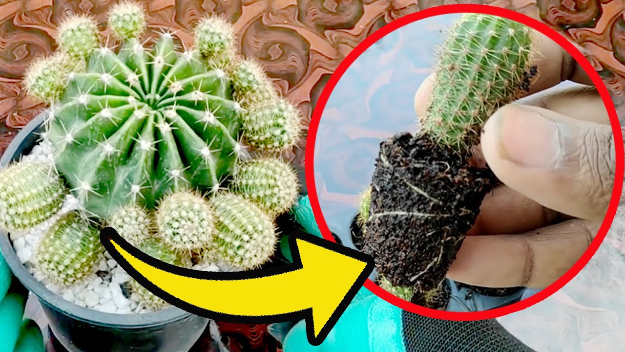 Como fazer mudas de cactos, 3 DICAS + RESULTADO 1 M&Ecirc;S DEPOIS