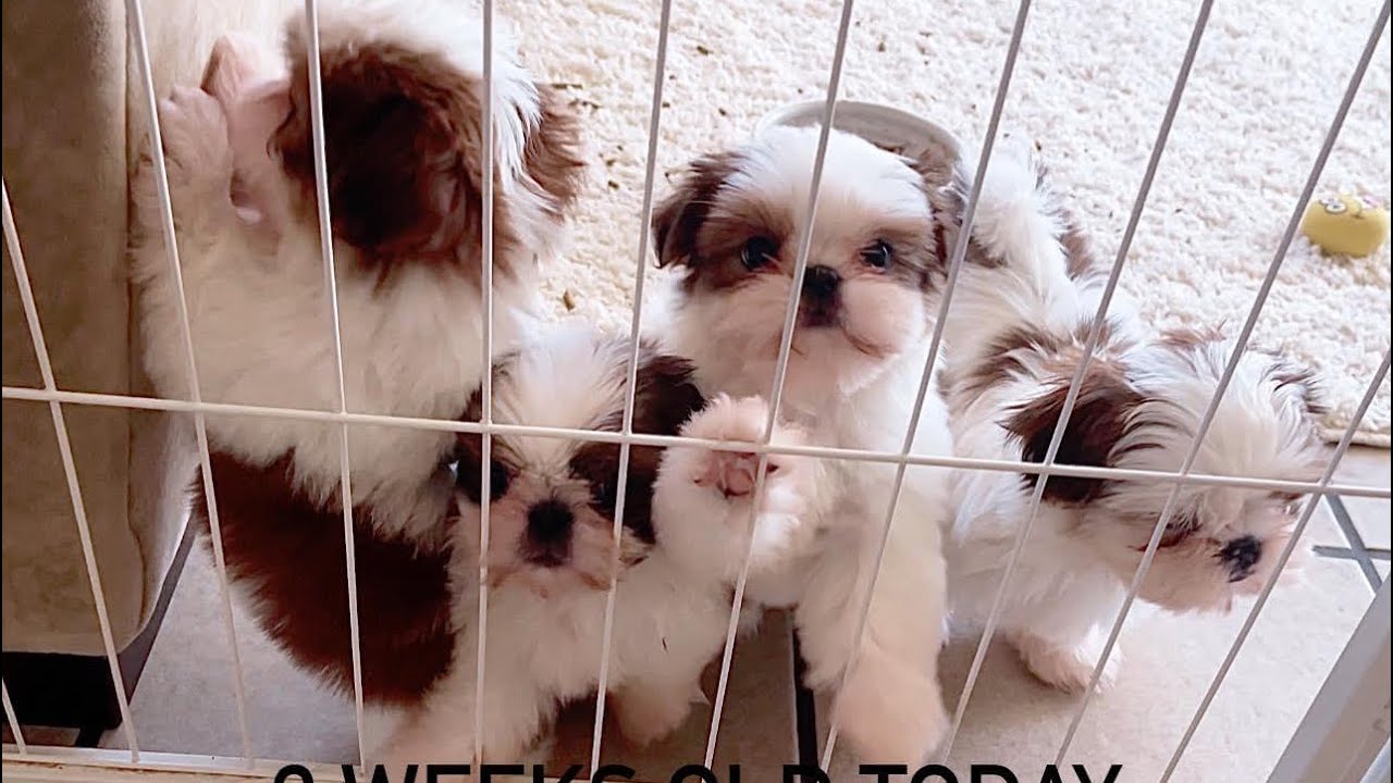 9 weeks old Shih Tzu Puppies 🐶