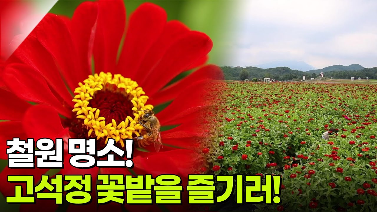 [보고 먹고 즐기고 3 GO 여행] 철원 명소! 고석정 꽃밭을 즐기러! [생방송 굿모닝 대한민국] | KBS 250827 방송