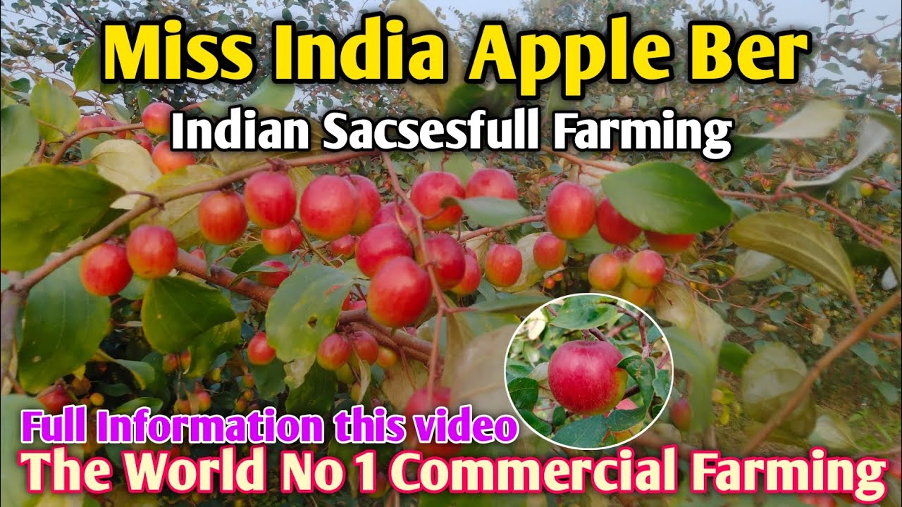 Miss India Apple Ber farming commercial successful kheti in india full information and details