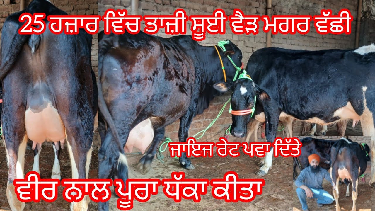 6 march 2026 ਤਾਜੀਆਂ ਸੂਈਆਂ ਵੈੜਾ ਜਾਇਜ ਮੁੱਲ ਤਾਜੀ ਸੂਈ ਵੈੜ 25 ਹਜਾਰ ਵਿੱਚ /cow for sale #cheema dairy farm 
