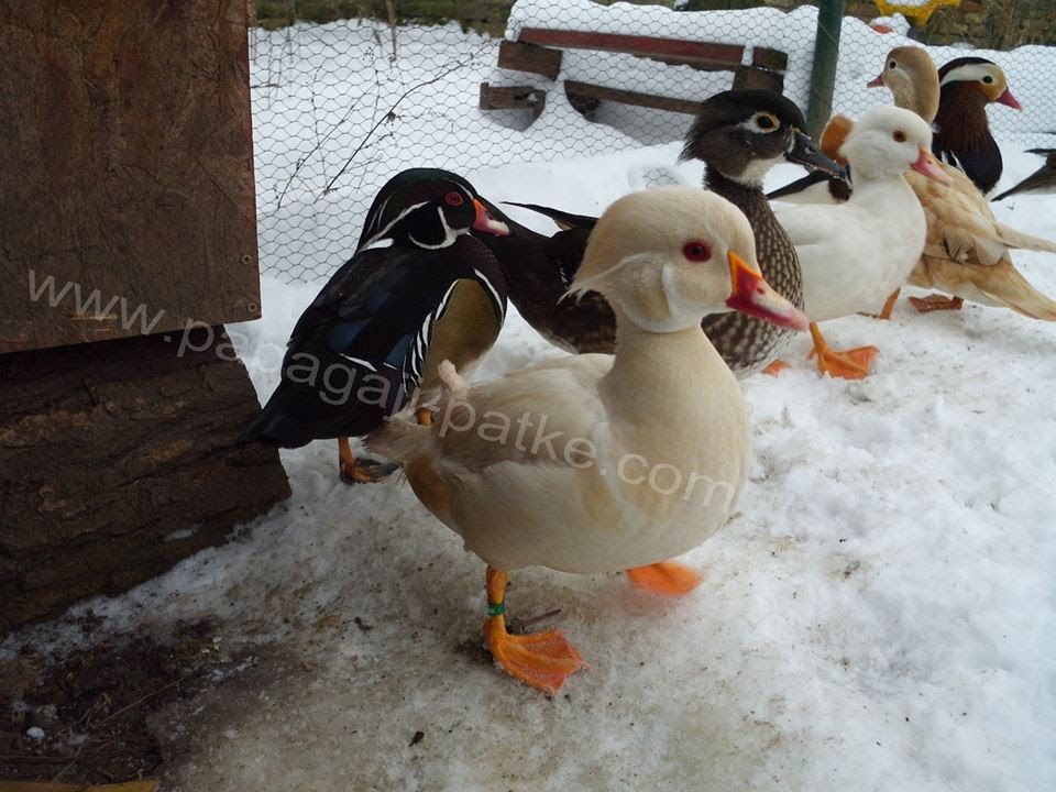 Patke mandarinke i karolinke - Pet Shop Lolli