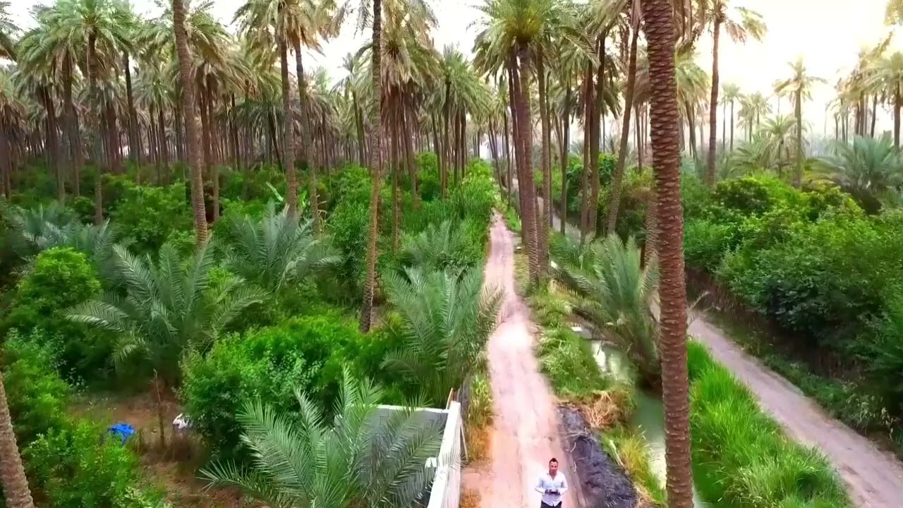 تصوير درون للطبيعة الخلابة في بساتين الرقة محافظة ديالى  -منطقة الدوريين -ناحية العبارة  -مصور عادل