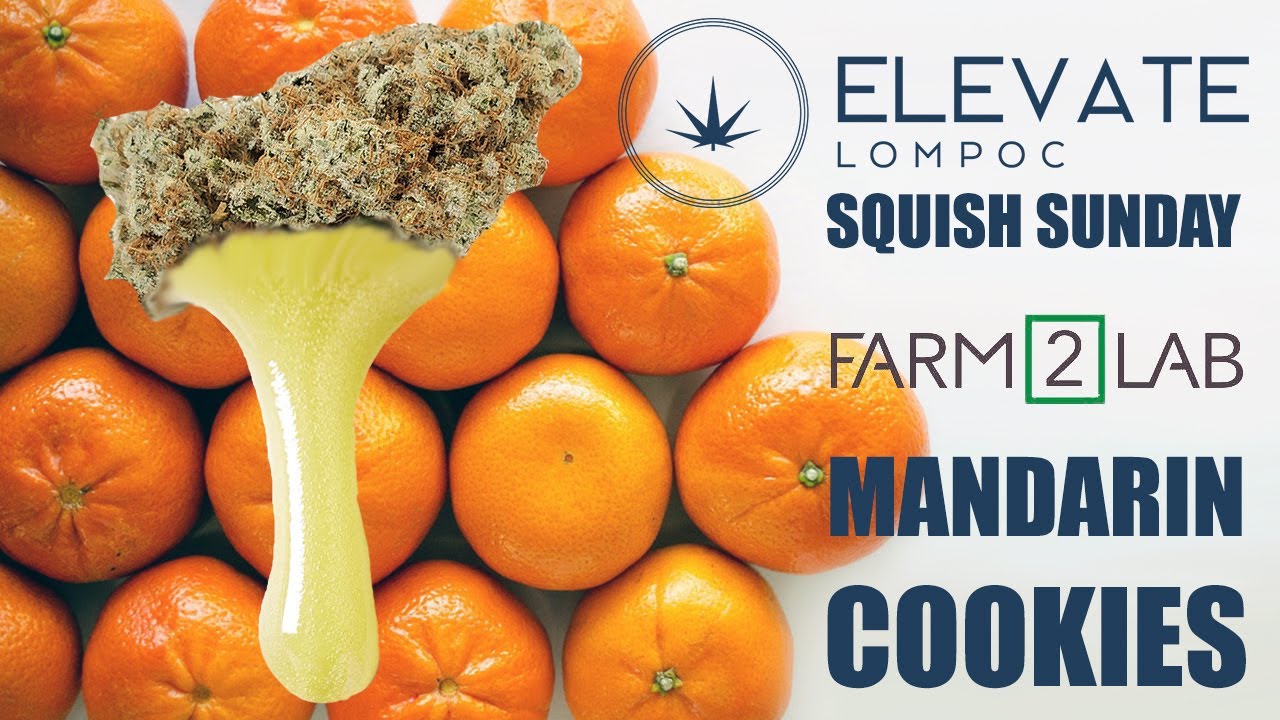 SQUISH SUNDAY - FARM 2 LAB - MANDARIN COOKIES