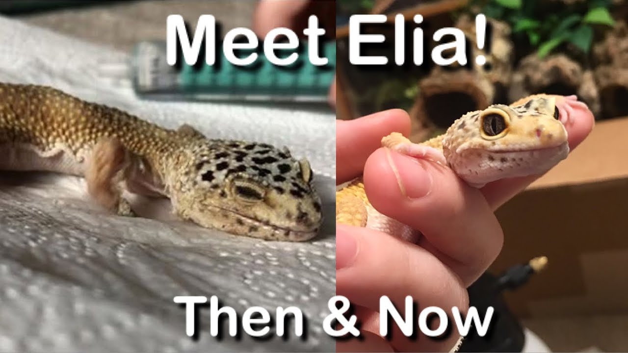 A Leopard Gecko’s Second Chance at Life | Meet Elia