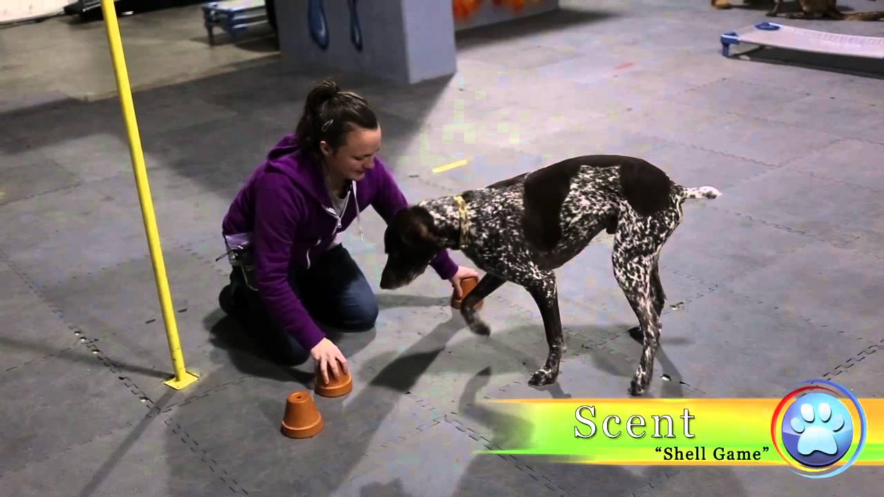 Ranger, German Short-Hair Pointer applies to be a Champion Trick Dog
