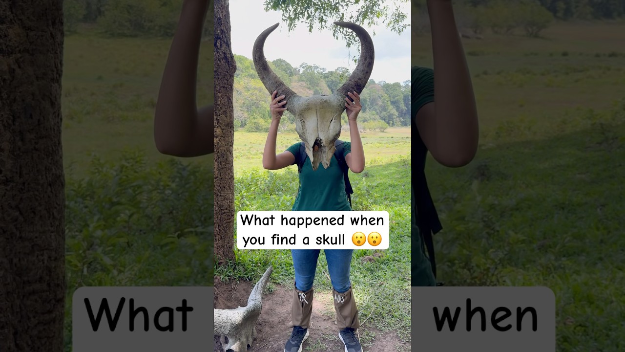 I saw bison skull at Periyar National park #periyar #kerala #travelvlog