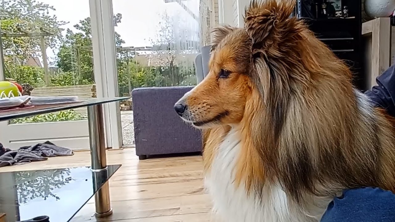 Just another day with a Shetland Sheepdog