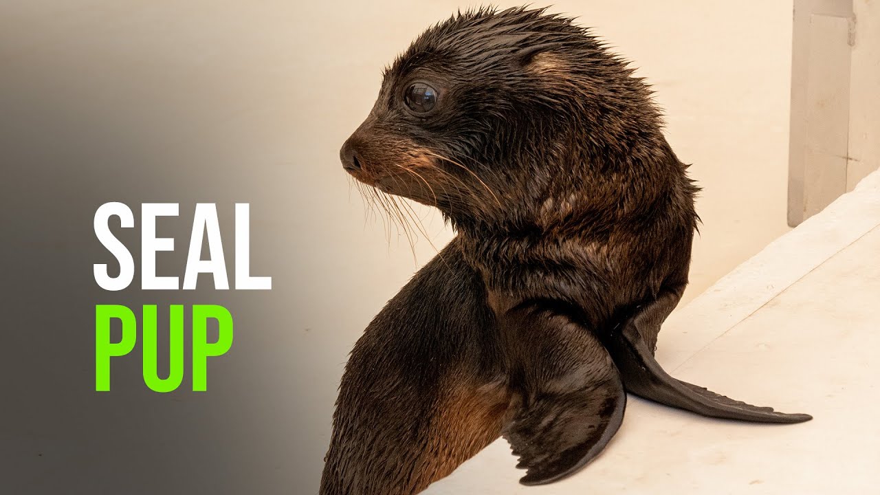 Taronga Zoo Sydney is Celebrating the Birth of an Adorable Female Long nosed Fur Seal Pup