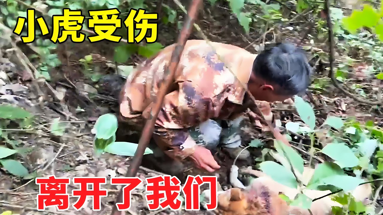 小虎第三次受伤，这次直接没能挺过去，志刚大伯太伤心！【乡野志刚】