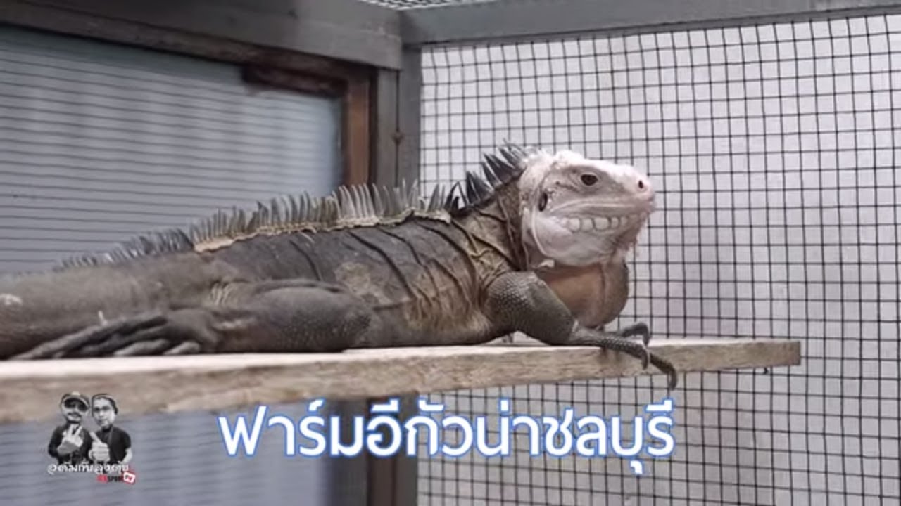 #ฟาร์มอีกัวน่าชลบุรี  #สัตว์แปลก #สร้างรายได้  #มากมายสายพันธุ์จากทั่วโลก #อีกัวน่า #อาชีพ
