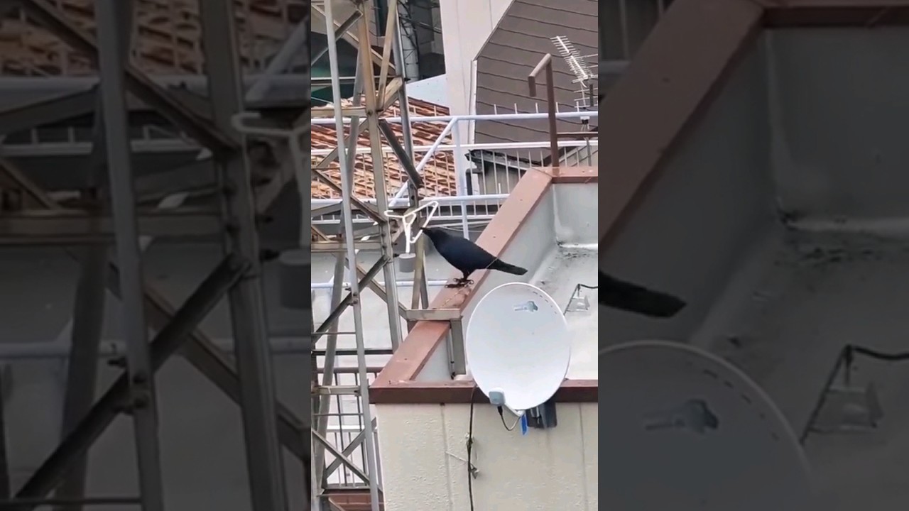 Smart Ravens Building a Nest with Clothes Hangers | Incredible Bird Behavior #raven #crow #shorts