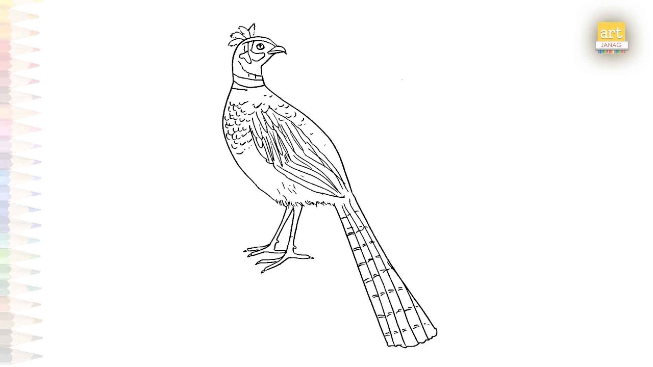 Pheasant bird easy drawing | Art tutorial | How to draw A Pheasant step by step easily | #artjanag