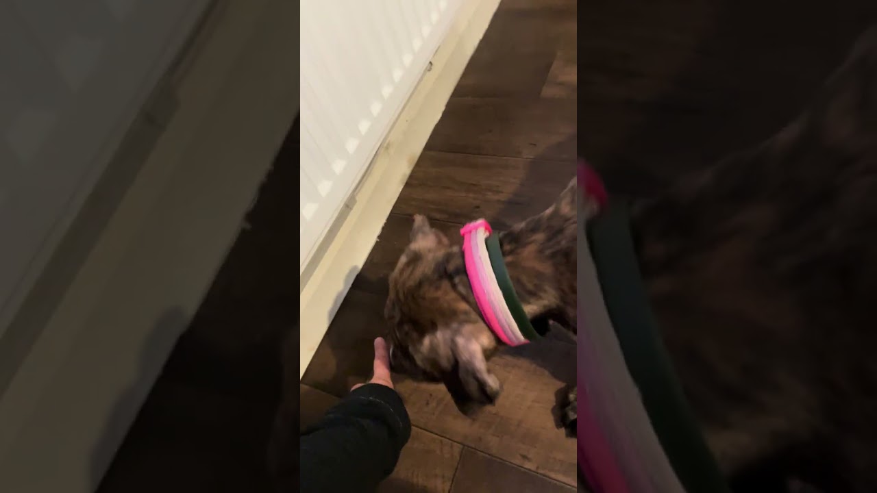 Go find it - puppy game 