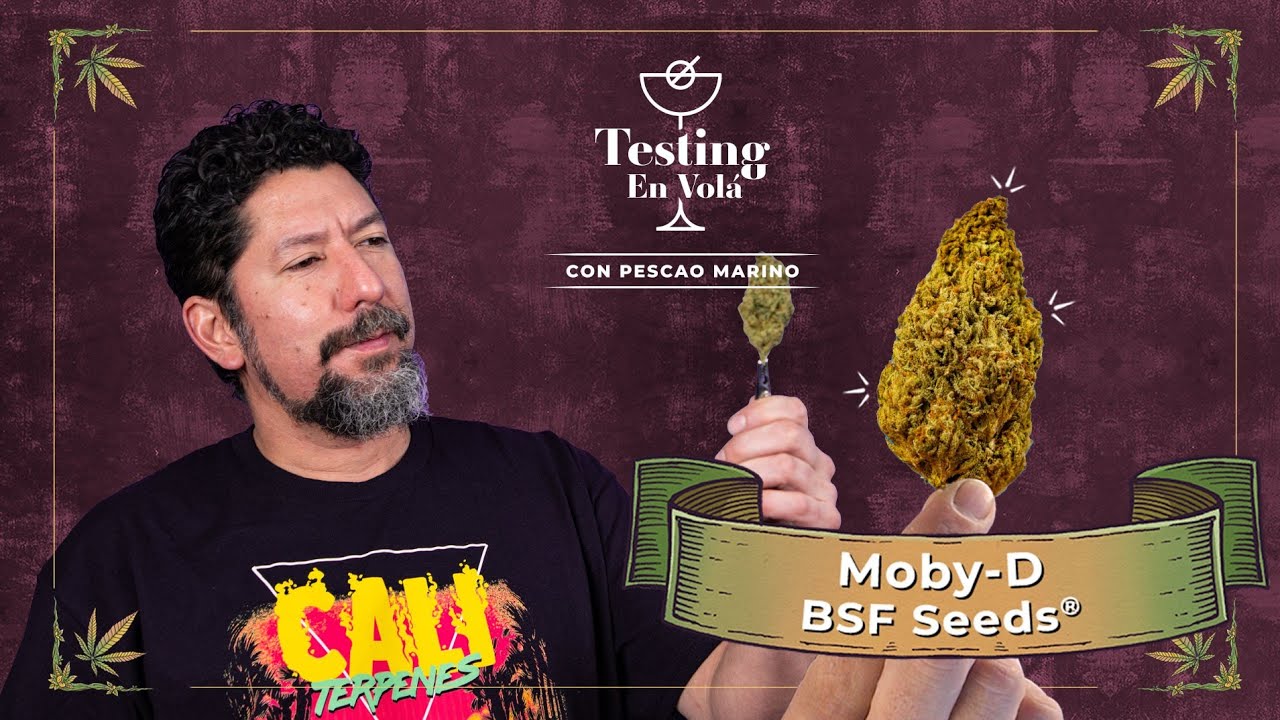 PROBANDO LA VARIEDAD MOBY-D DE BSF SEEDS