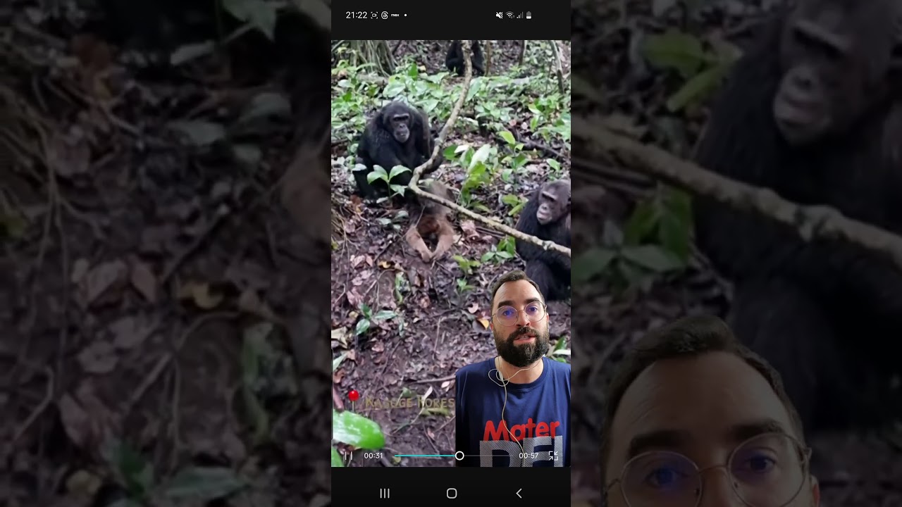 Chimpanzés atacam outros primatas  