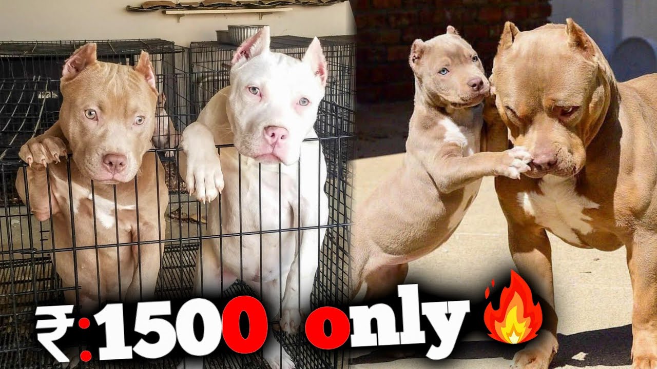 1500rs dog *cheapest dog market pitbull* cheapest pet market