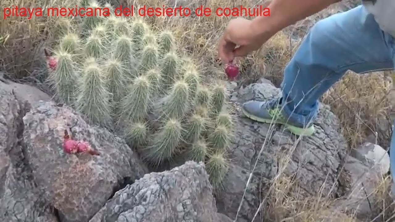 pitaya mexicana del desierto/juancho ranch mx