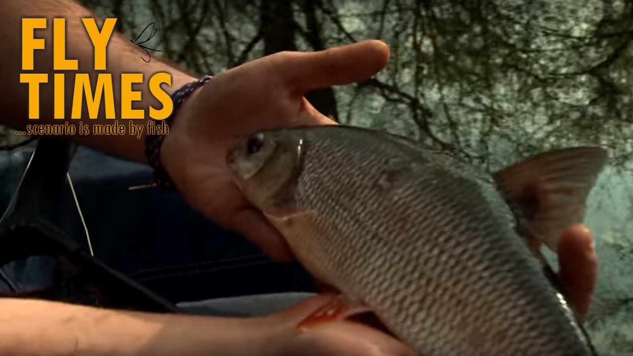 Fly Times - Spring (fly fishing for ide fish)