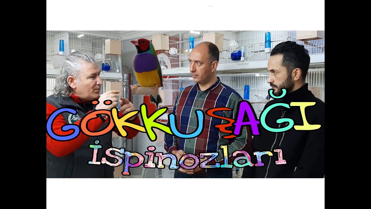 GÖKKUŞAĞI İSPİNOZU BESLEMEK İSTEYENLERE ÖZEL TAVSİYELER