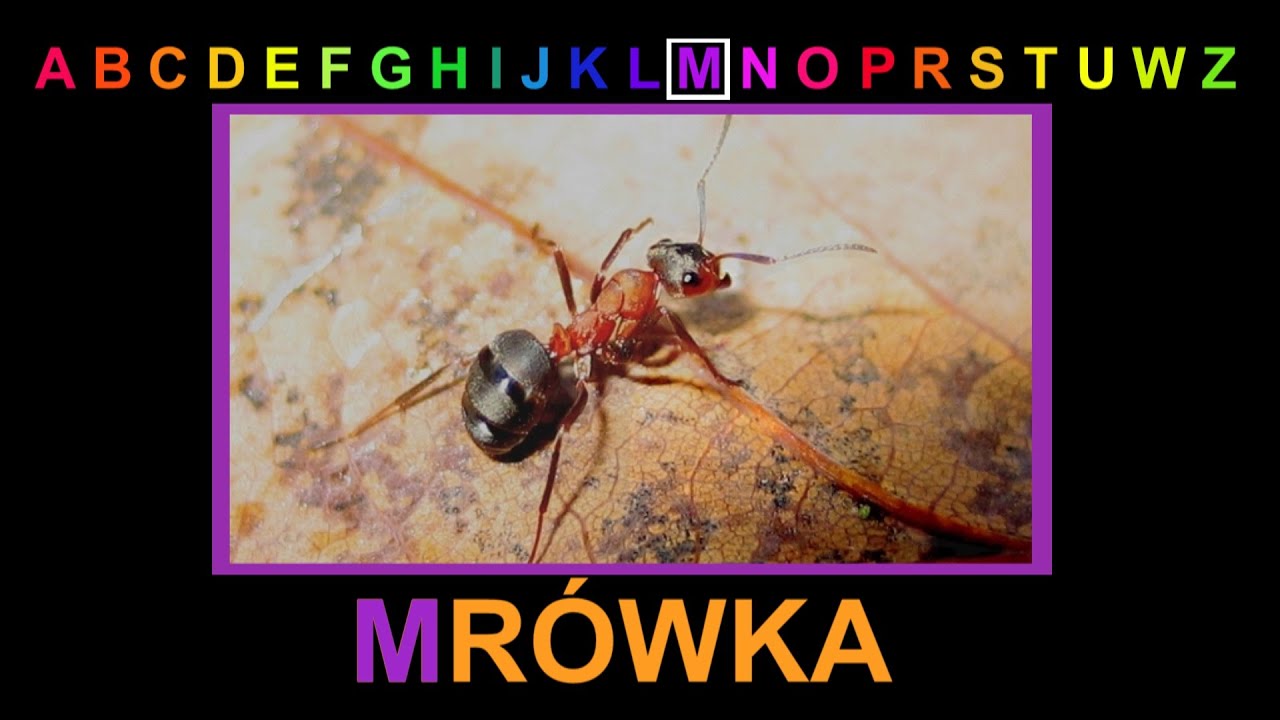 ALFABET - Litera M - abecadło dla dzieci po polsku. Film edukacyjny. Wyrazy na literę M. AbcZabawa