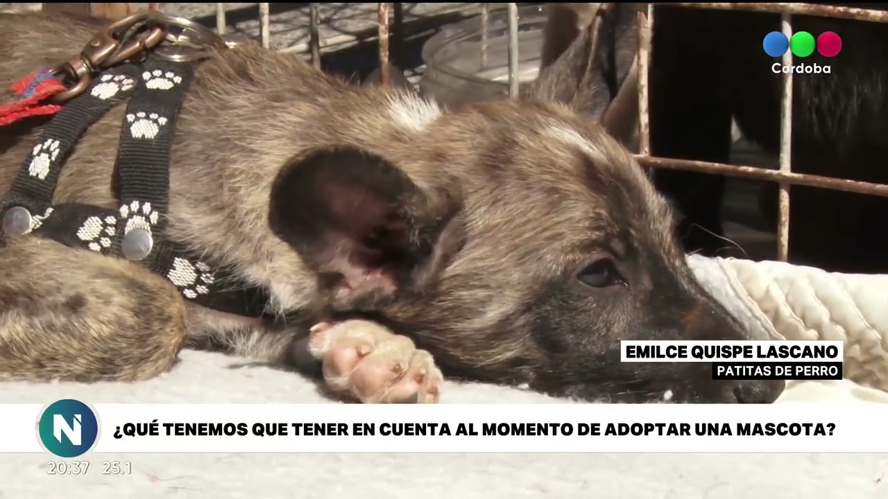 ADOPCI&Oacute;N RESPONSABLE: &iquest;qu&eacute; requisitos debesmos tener en cuenta para adoptar mascotas?