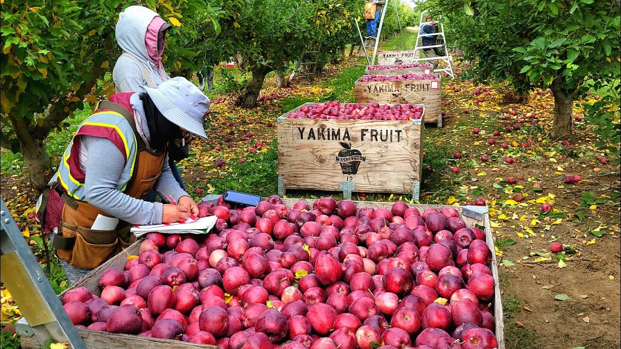 Estamos Terminando Esta Cosecha de manzana 🍎 bean como es cuando termina