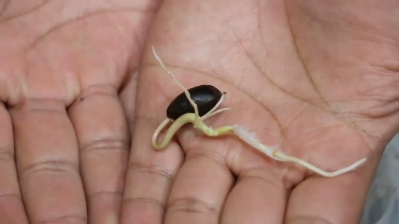 Cómo germinar semillas de Chirimoya || Anona || Guanabana || Bananafabric