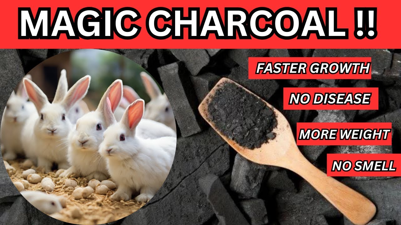 DON'T BUY RABBIT FEEDS MIX YOUR OWN, Harnessing the Power of Charcoal for Rabbit Faster Growth