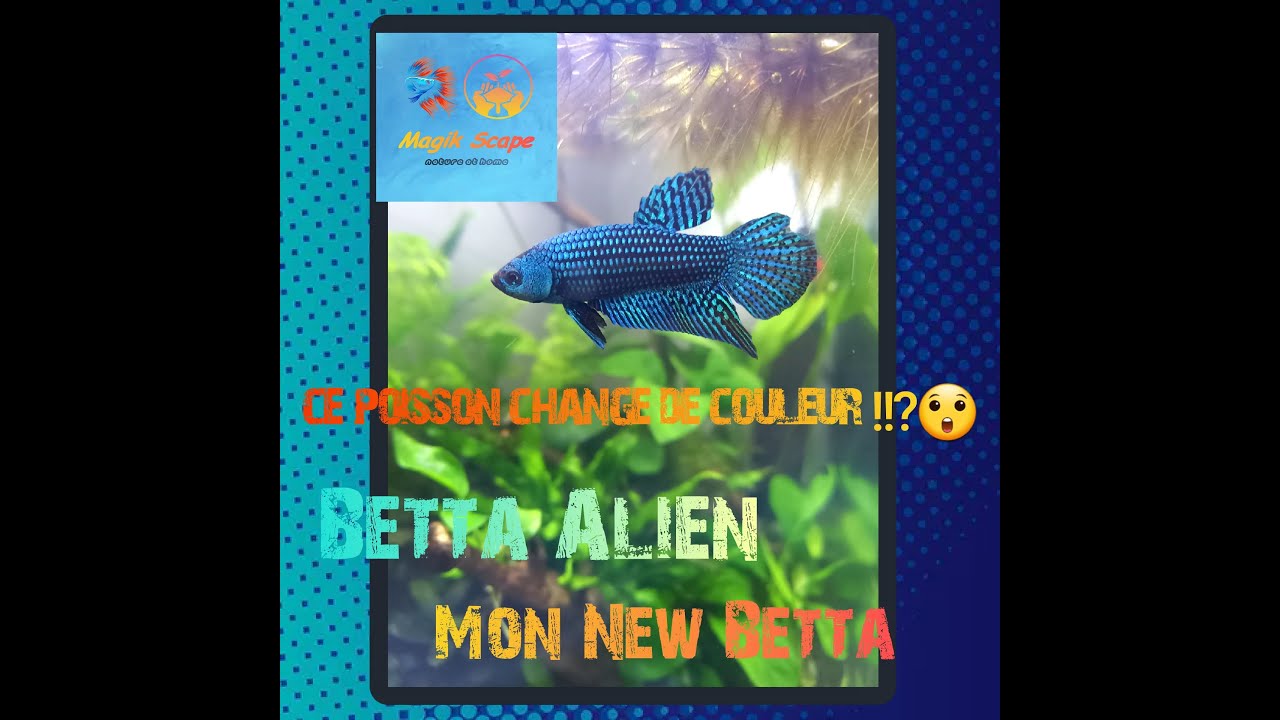 je vous dit tout sur le betta (poisson combattant)