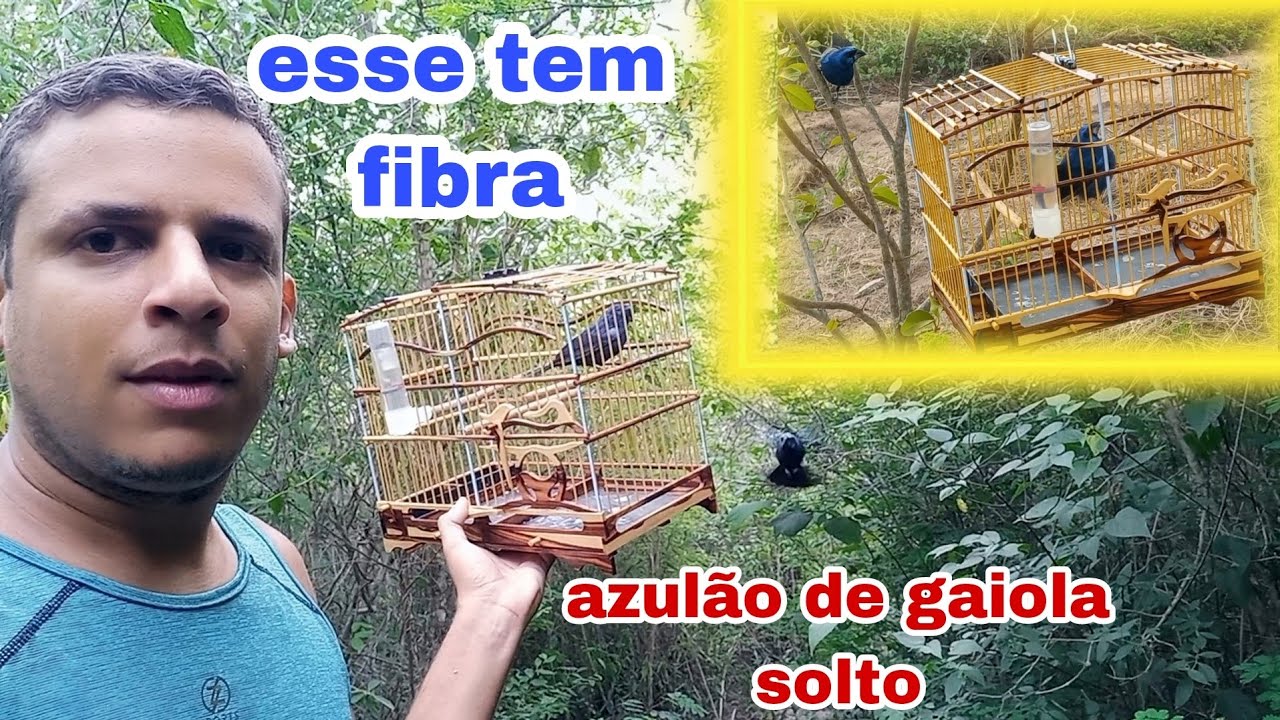achei um azulão bem mansinho solto. queria vim na gaiola na minha mão