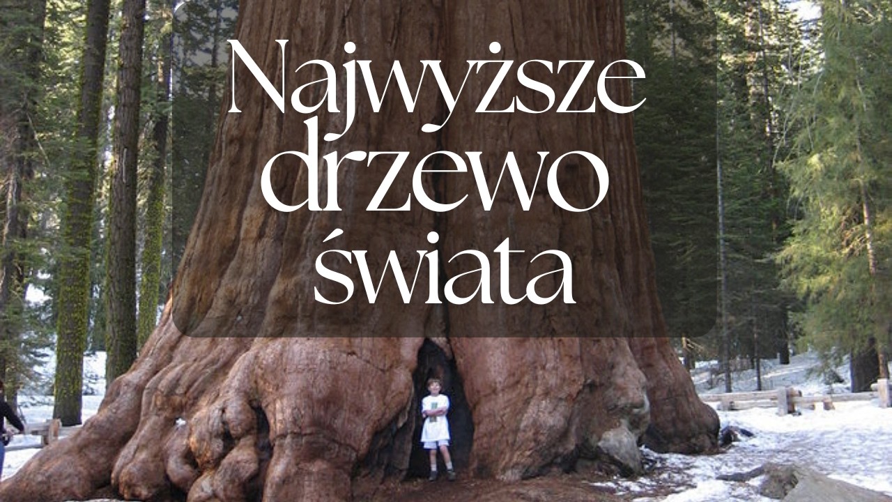 Najwyższe drzewo świata | Podcast Botaniczny nr 24