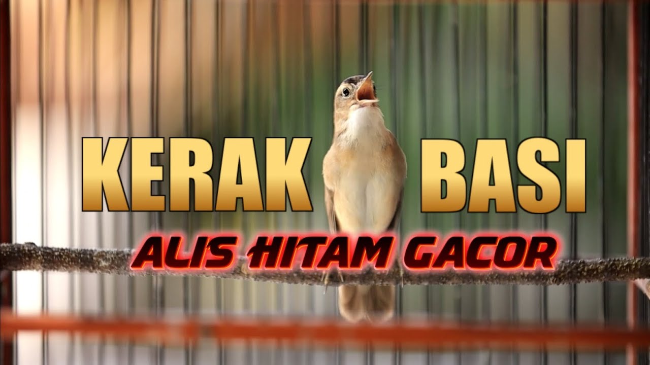 KERAK BASI ALIS HITAM GACOR