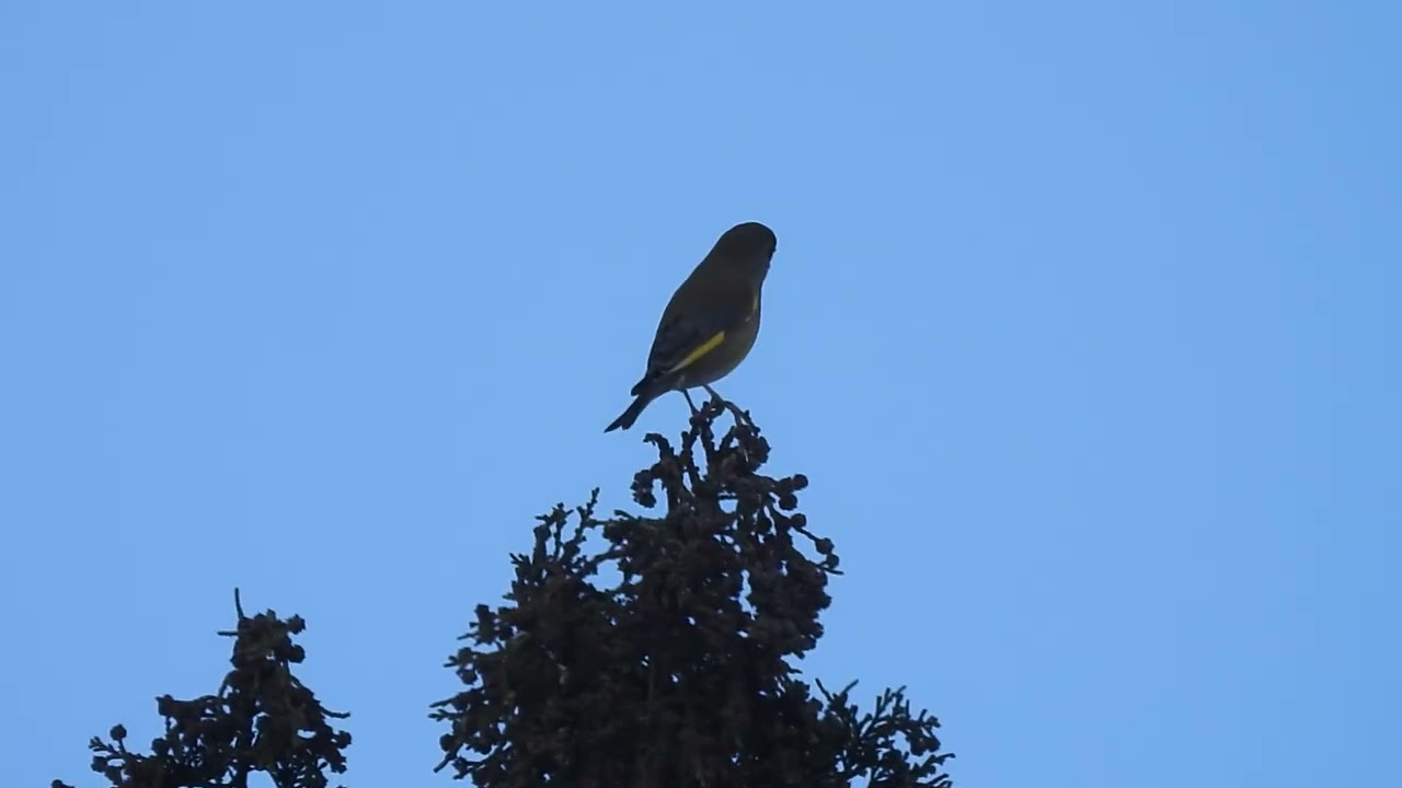 Finch