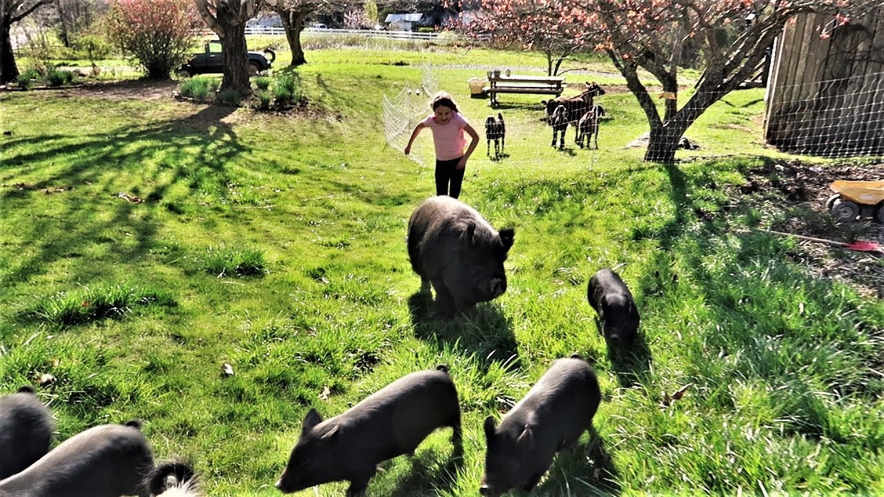 THESE PIGS RUN TO THEIR NEW HOME!