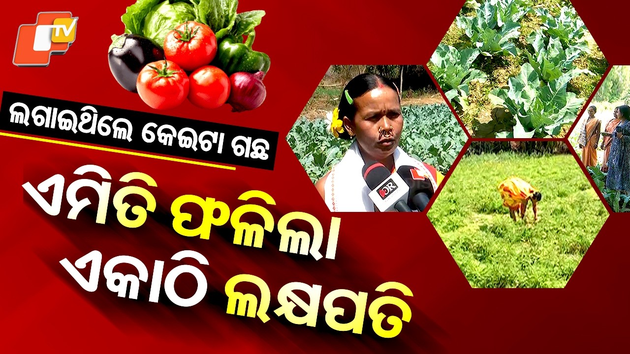 Specuial Story: Adivasi Woman Becomes ‘Lakhpati Didi’ Through Vegetable Farming in Odisha