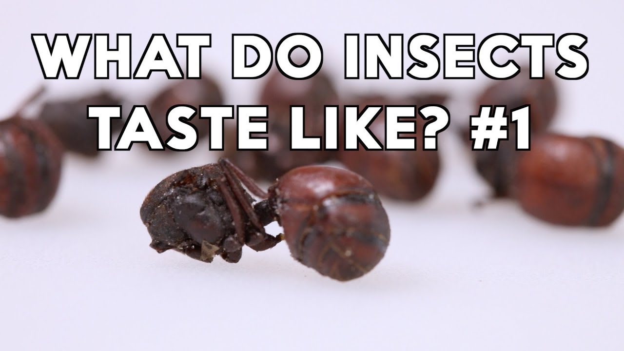 The 13 weirdest foods on earth. INSECT TASTE-OFF!